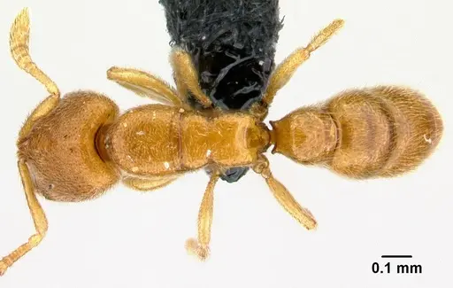Prionopelta descarpentriesi specimen CASENT0034961 image casent0034961_1