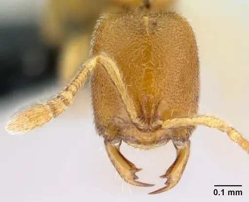 Prionopelta descarpentriesi specimen CASENT0034961 image casent0034961_2