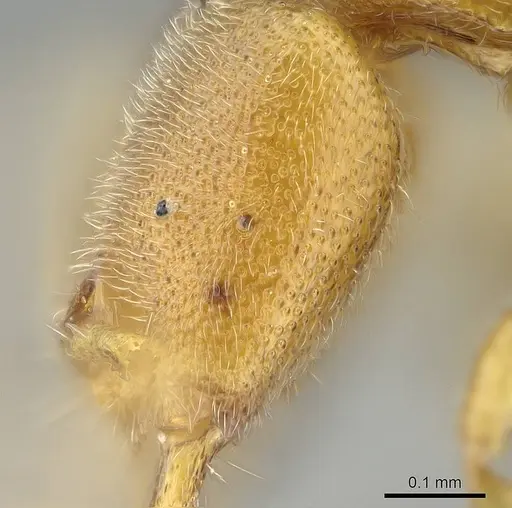 Prionopelta descarpentriesi specimen CASENT0034961 image casent0034961_3
