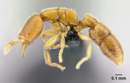 Prionopelta descarpentriesi specimen CASENT0034961 image casent0034961_4
