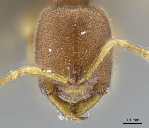 Prionopelta descarpentriesi specimen CASENT0042668 image casent0042668_1