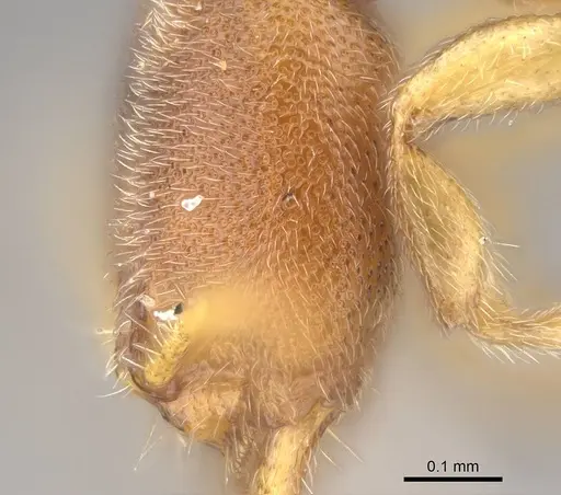 Prionopelta descarpentriesi specimen CASENT0042668 image casent0042668_2