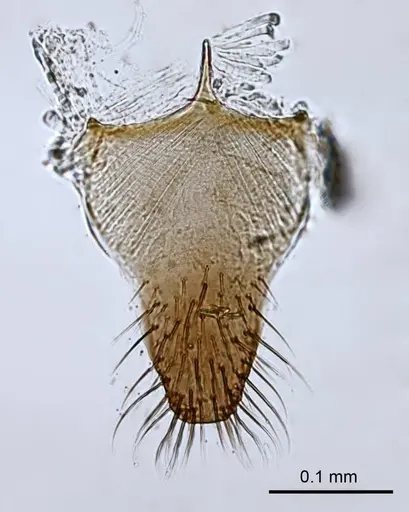 Prionopelta descarpentriesi specimen CASENT0081411 image casent0081411_1