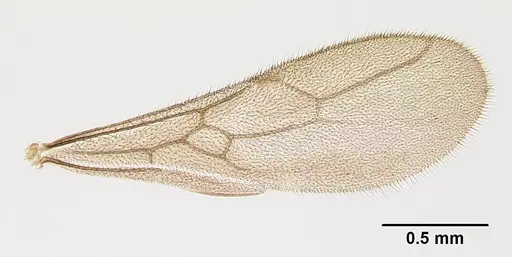 Prionopelta descarpentriesi specimen CASENT0081411 image casent0081411_2