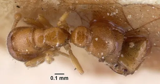 Prionopelta descarpentriesi specimen CASENT0101547 image casent0101547_1