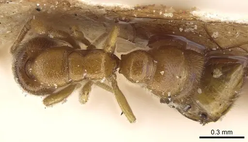 Prionopelta descarpentriesi specimen CASENT0101547 image casent0101547_2
