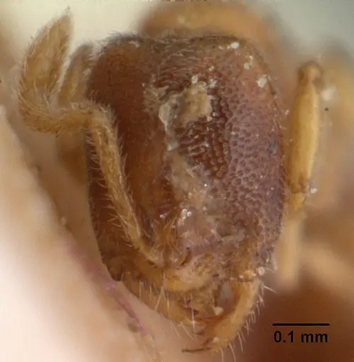 Prionopelta descarpentriesi specimen CASENT0101547 image casent0101547_3