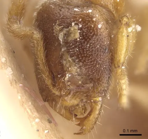 Prionopelta descarpentriesi specimen CASENT0101547 image casent0101547_4
