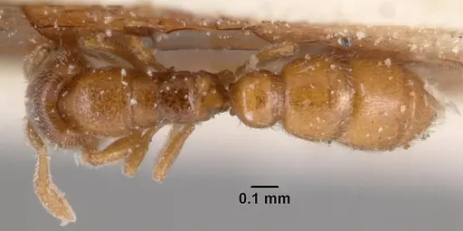 Prionopelta descarpentriesi specimen CASENT0101548 image casent0101548_1