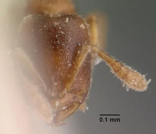 Prionopelta descarpentriesi specimen CASENT0101548 image casent0101548_2