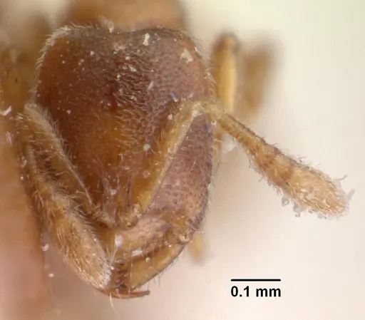 Prionopelta descarpentriesi specimen CASENT0101548 image casent0101548_3