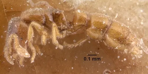 Prionopelta descarpentriesi specimen CASENT0101548 image casent0101548_4