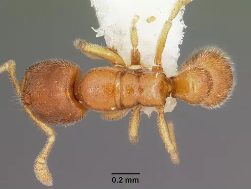 Prionopelta descarpentriesi specimen CASENT0102998 image casent0102998_1