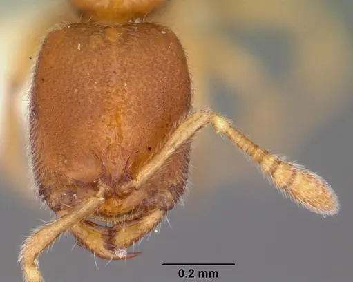 Prionopelta descarpentriesi specimen CASENT0102998 image casent0102998_2