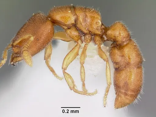 Prionopelta descarpentriesi specimen CASENT0102998 image casent0102998_3