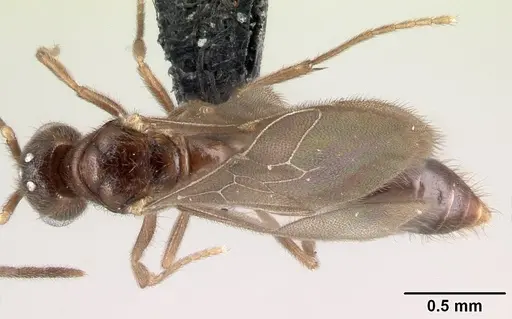 Prionopelta descarpentriesi specimen CASENT0109802 image casent0109802_1