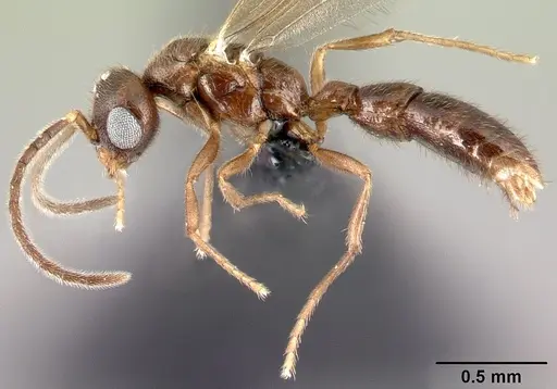 Prionopelta descarpentriesi specimen CASENT0109802 image casent0109802_3