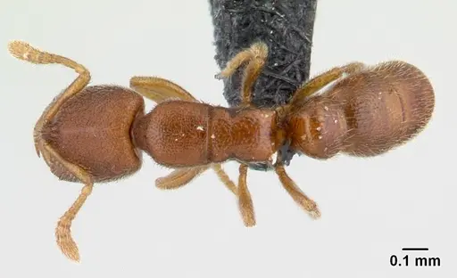Prionopelta descarpentriesi specimen CASENT0141726 image casent0141726_1