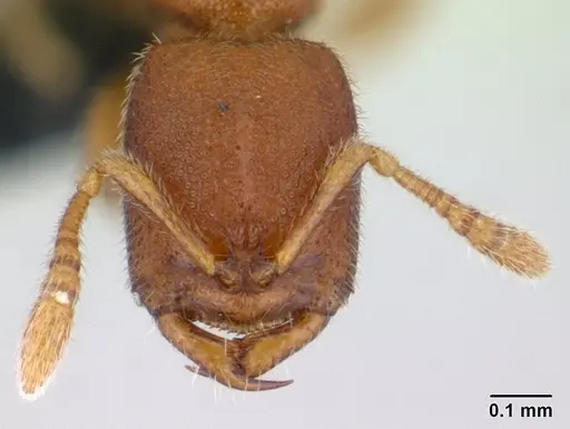 Prionopelta descarpentriesi specimen CASENT0141726 image casent0141726_2
