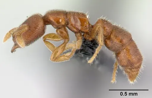 Prionopelta descarpentriesi specimen CASENT0141726 image casent0141726_3