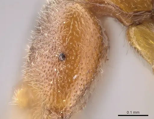 Prionopelta descarpentriesi specimen CASENT0168970 image casent0168970_1