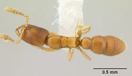 Prionopelta descarpentriesi specimen CASENT0191886 image casent0191886_1