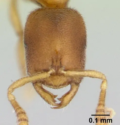 Prionopelta descarpentriesi specimen CASENT0191886 image casent0191886_2