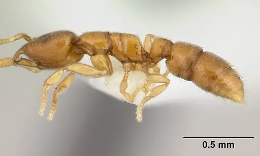 Prionopelta descarpentriesi specimen CASENT0191886 image casent0191886_3