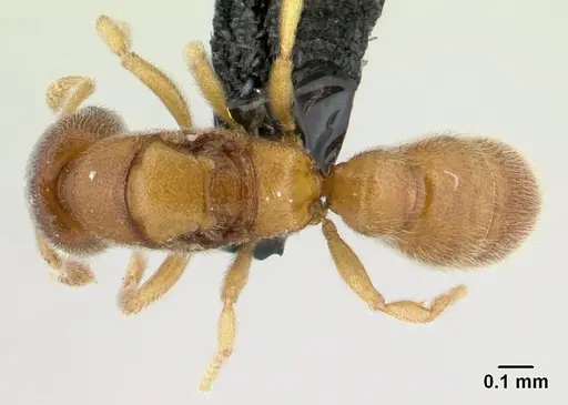 Prionopelta descarpentriesi specimen CASENT0191894 image casent0191894_1