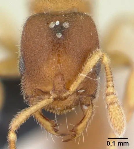 Prionopelta descarpentriesi specimen CASENT0191894 image casent0191894_2