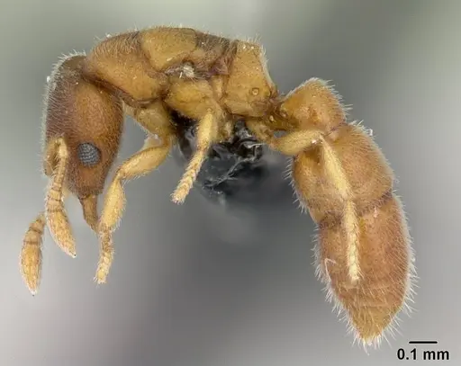 Prionopelta descarpentriesi specimen CASENT0191894 image casent0191894_3