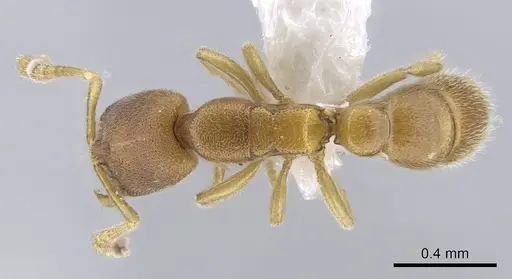 Prionopelta descarpentriesi specimen CASENT0191895 image casent0191895_1