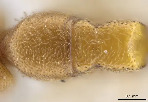 Prionopelta descarpentriesi specimen CASENT0191895 image casent0191895_2