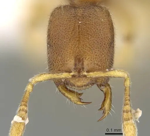 Prionopelta descarpentriesi specimen CASENT0191895 image casent0191895_3