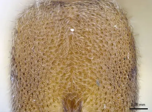 Prionopelta descarpentriesi specimen CASENT0191895 image casent0191895_4