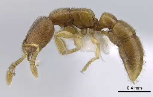 Prionopelta descarpentriesi specimen CASENT0191895 image casent0191895_5