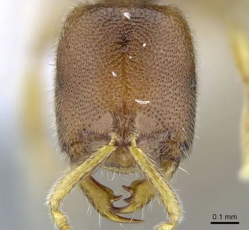 Prionopelta descarpentriesi specimen CASENT0248669 image casent0248669_1