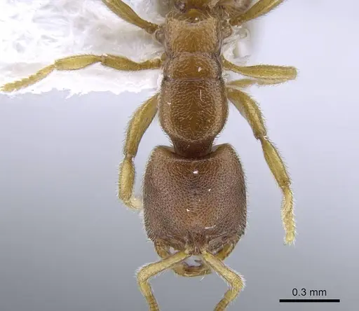 Prionopelta descarpentriesi specimen CASENT0248669 image casent0248669_2
