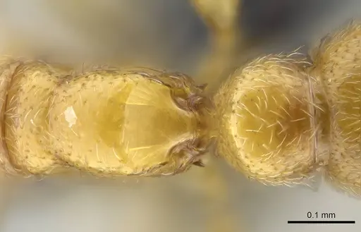 Prionopelta descarpentriesi specimen CASENT0248670 image casent0248670_1