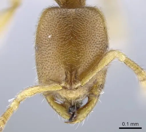 Prionopelta descarpentriesi specimen CASENT0248670 image casent0248670_2