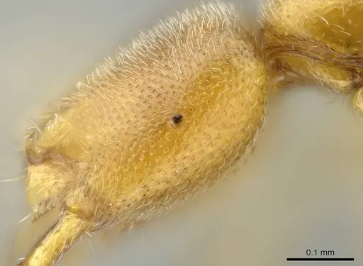 Prionopelta descarpentriesi specimen CASENT0248670 image casent0248670_3