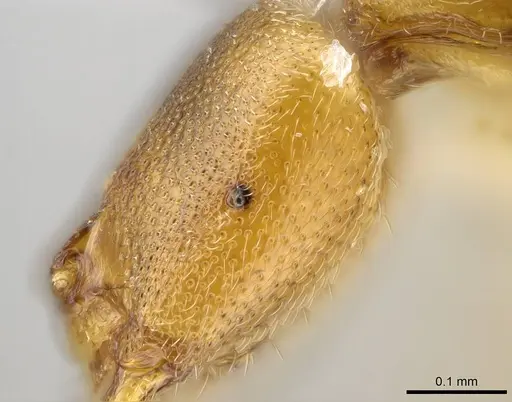 Prionopelta descarpentriesi specimen CASENT0248671 image casent0248671_1