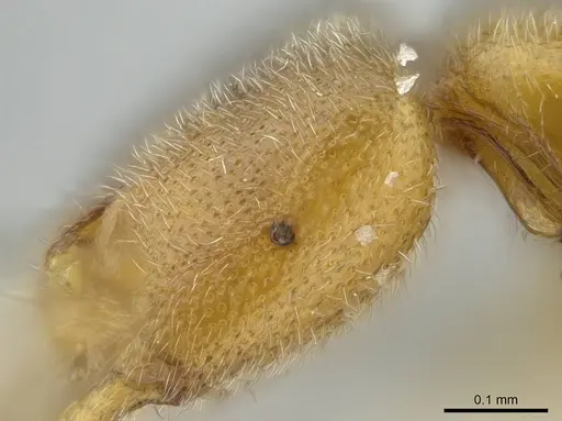 Prionopelta descarpentriesi specimen CASENT0416590 image casent0416590_2
