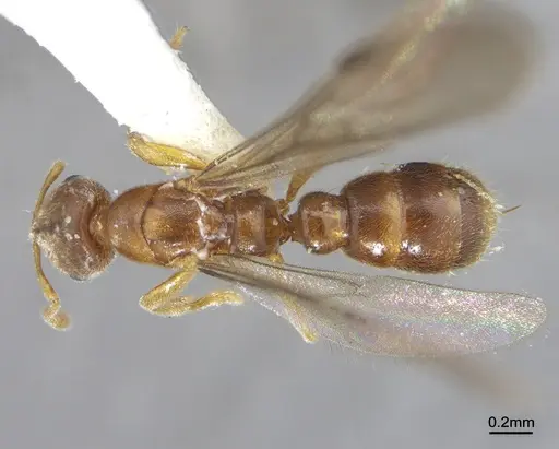 Prionopelta dubia specimen ANTWEB1041471 image antweb1041471_1