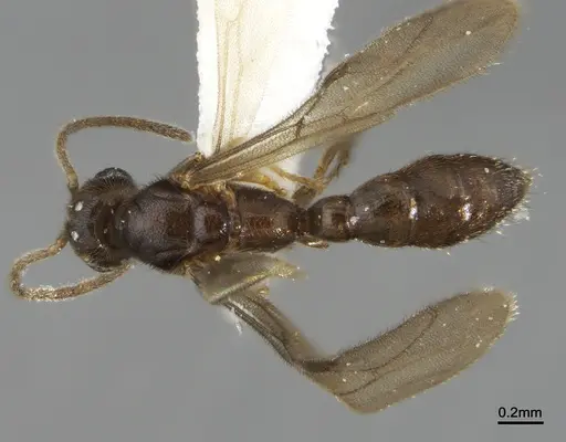 Prionopelta dubia specimen ANTWEB1041472 image antweb1041472_1