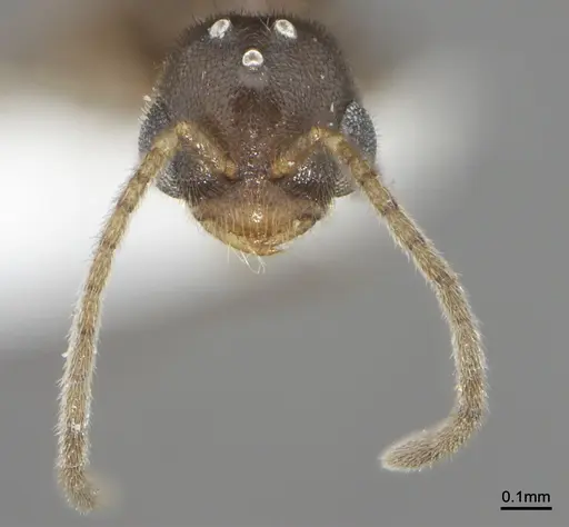 Prionopelta dubia specimen ANTWEB1041472 image antweb1041472_2