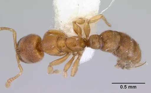 Prionopelta dubia specimen CASENT0172305 image casent0172305_1