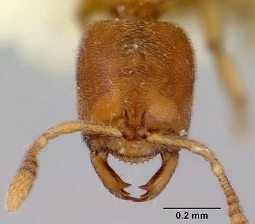 Prionopelta dubia specimen CASENT0172305 image casent0172305_2