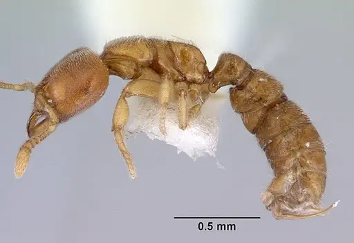 Prionopelta dubia specimen CASENT0172305 image casent0172305_3