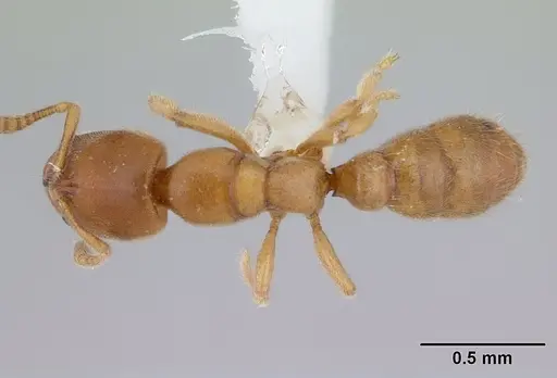 Prionopelta dubia specimen CASENT0178695 image casent0178695_1